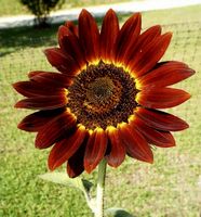 10 Samen sehr seltene Zier-Sonnenblume „Rote Sonne“
