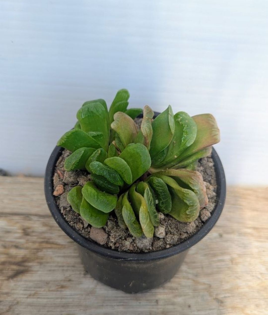 Piante & sementi: Haworthia truncata  – Usato da Comano venduto da che_8lc2 1