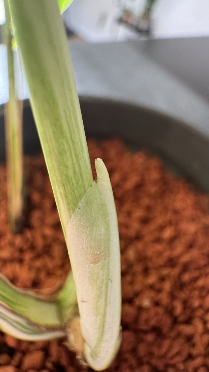 Pflanzen & Samen: Monstera deliciosa variegata – Neu (gemäss Beschreibung) aus Thun von DascheLii 3