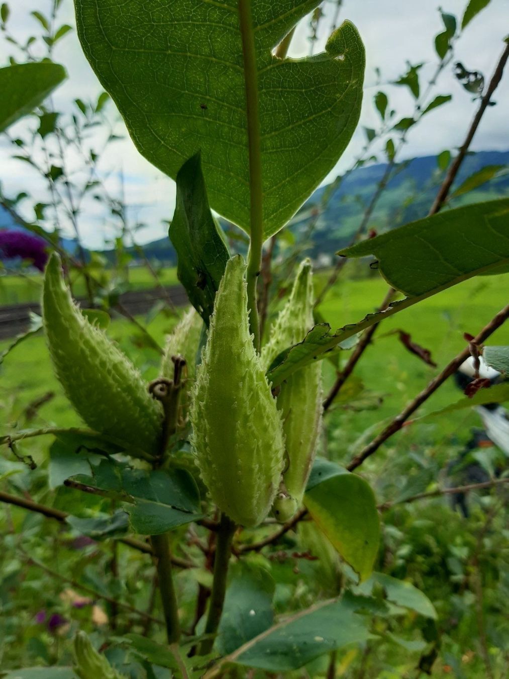 Piante & sementi: Papageienblume-hüb. Samenstand  40 Samen – Nuovo (secondo la descrizione) da Ibach venduto da chaemilochhobbygarte 9