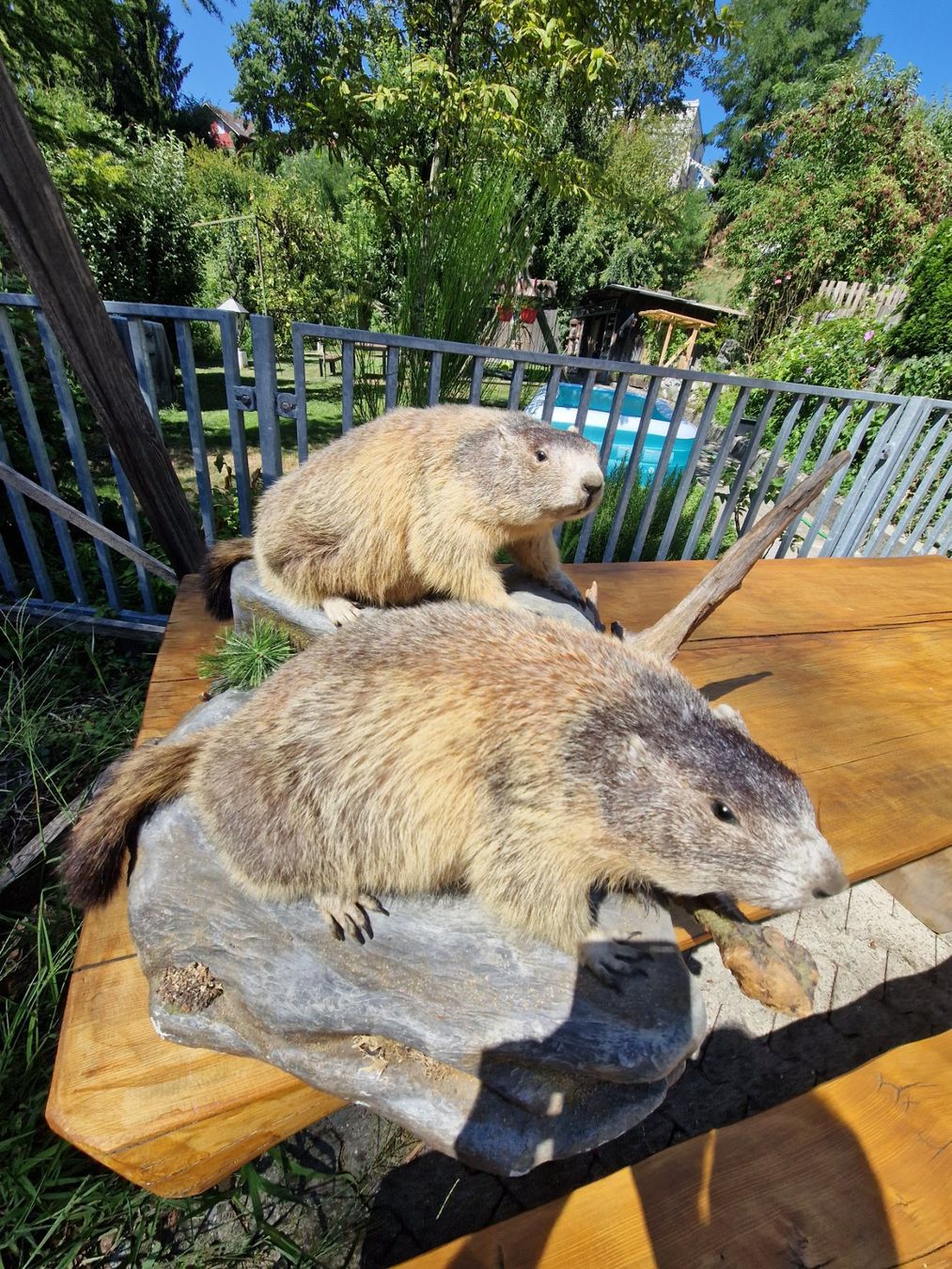 Il mondo degli animali: 2 murmeltiere – Usato da Wetzikon ZH venduto da Hella73
