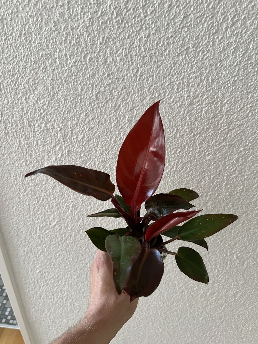 Piante & sementi: Philodendron red sun – Usato da Regensdorf venduto da leo_yk2x