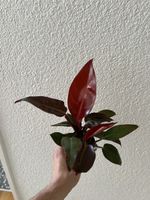 Philodendron red sun
