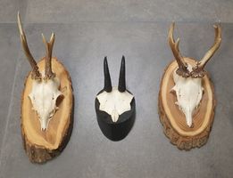 3 Trophäen Reh und Gams auf echtem Holzbrett