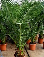 Die kanarische  / Dattelpalme PHOENIX CANARIENSIS H 60-70 cm