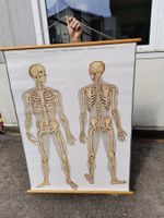 Schulwandbild, Skelett Schulbild, Skelett Anatomie, Wandbild