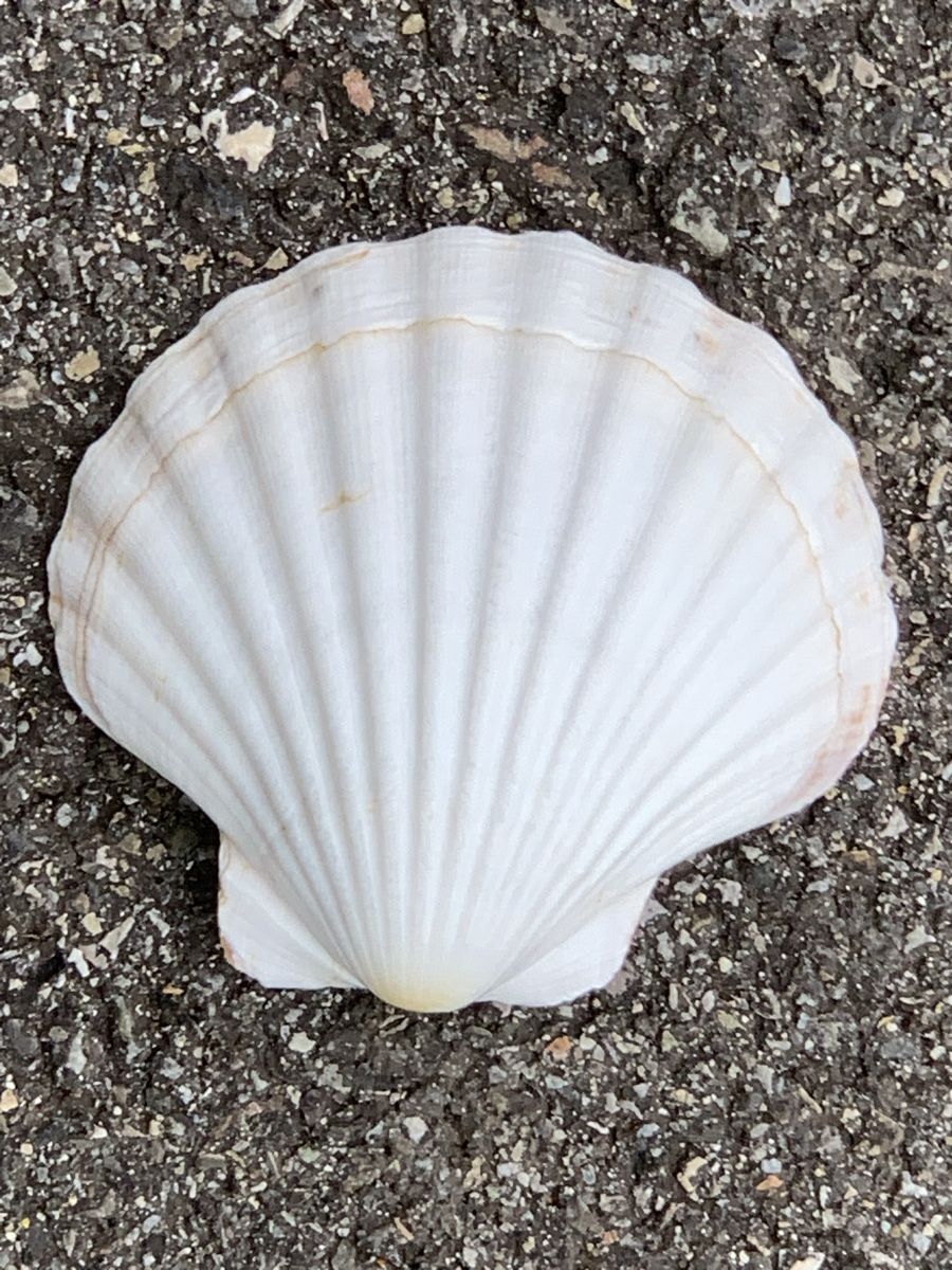 Fossili: „MUSCHELN“ – Usato da Wangen b. Olten venduto da Finolino28 6