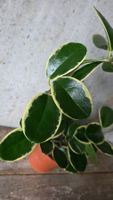 Hoya australis Blondie