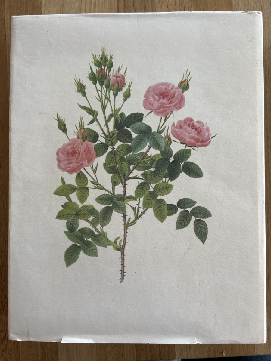 Bücher: Die schönsten Blumen und Früchte – Gebraucht aus Uffikon von Frosch1506 1