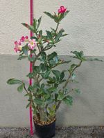 Wüstenrose "Drilling" /Adenium Hybriden Sämlinge