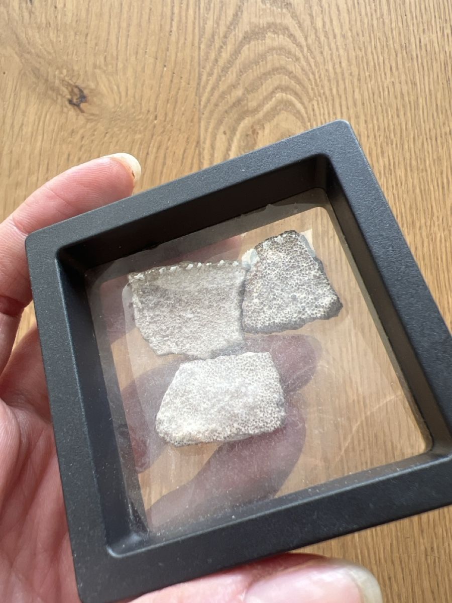 Fossilien: Hypselosaurus Eierschalenfragmente 3stk – Gebraucht aus Ebikon von Angelheart1000 2