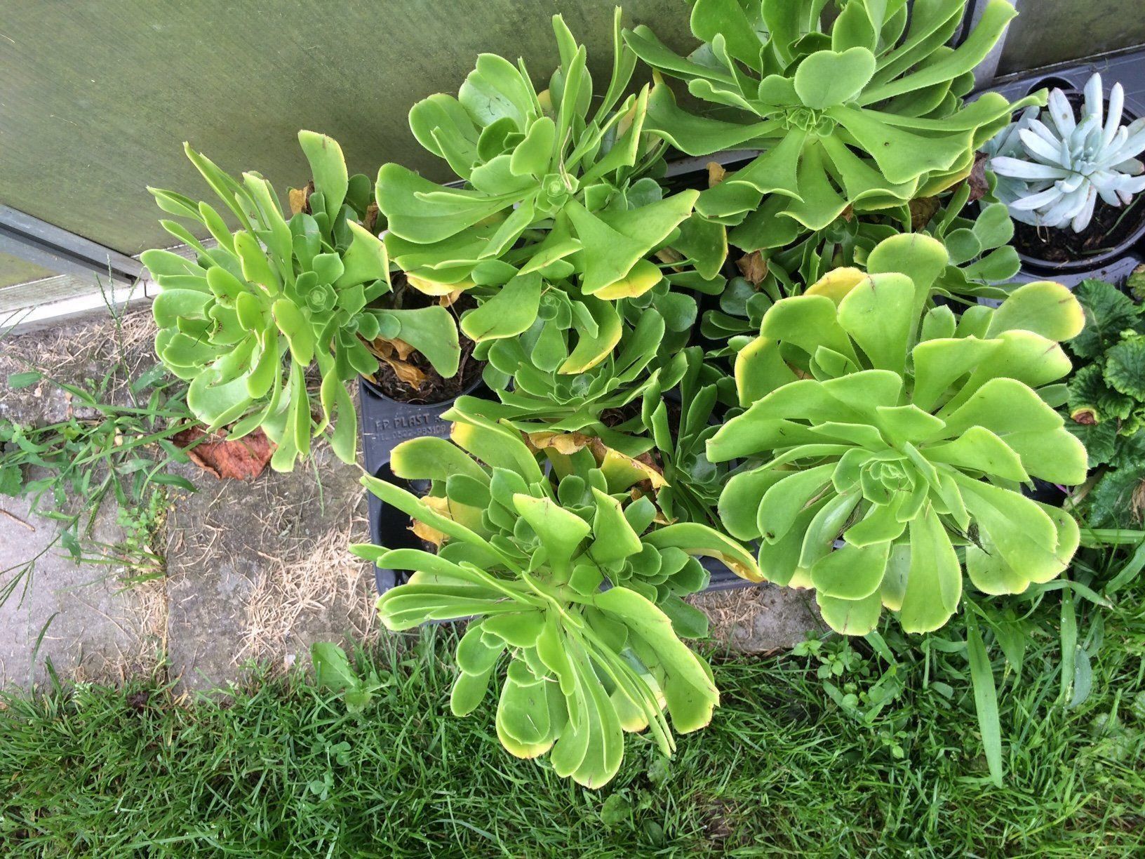 Pflanzen & Samen: Aeonium arboreum – Neu (gemäss Beschreibung) aus Vinelz von Wellensittich55 3