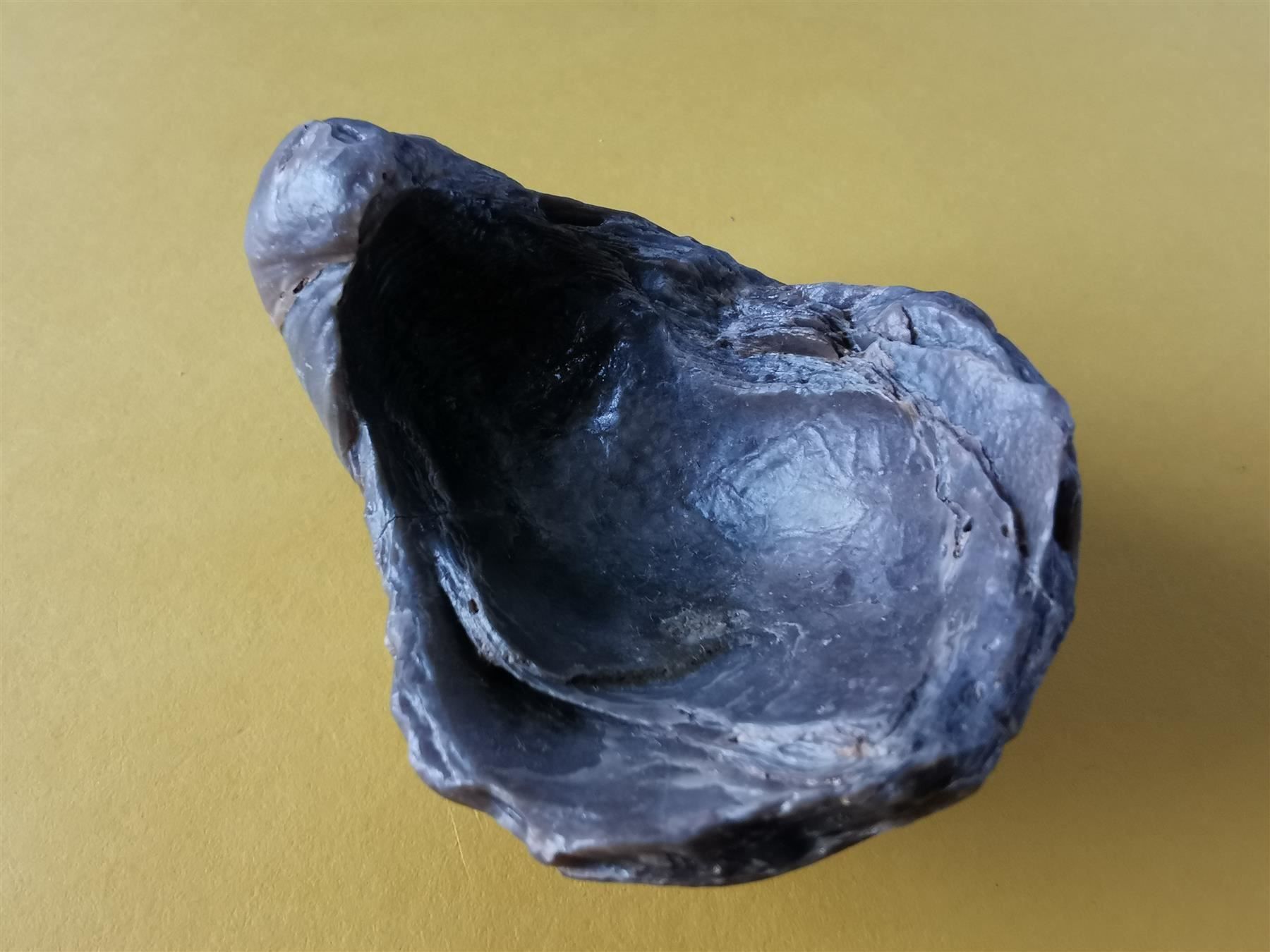 Fossili: Gryphaea arcuata als Geschenk – Usato da Olten venduto da smiples 1