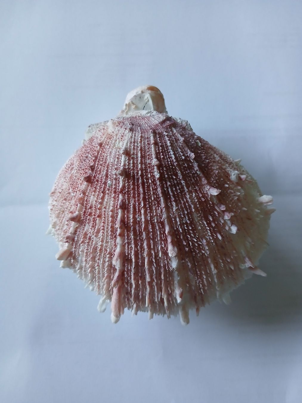 Tutte le decorazioni: Spondylus Muschel Brasilien – Usato da Zürich venduto da Mephisto87