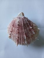 Spondylus Muschel Brasilien