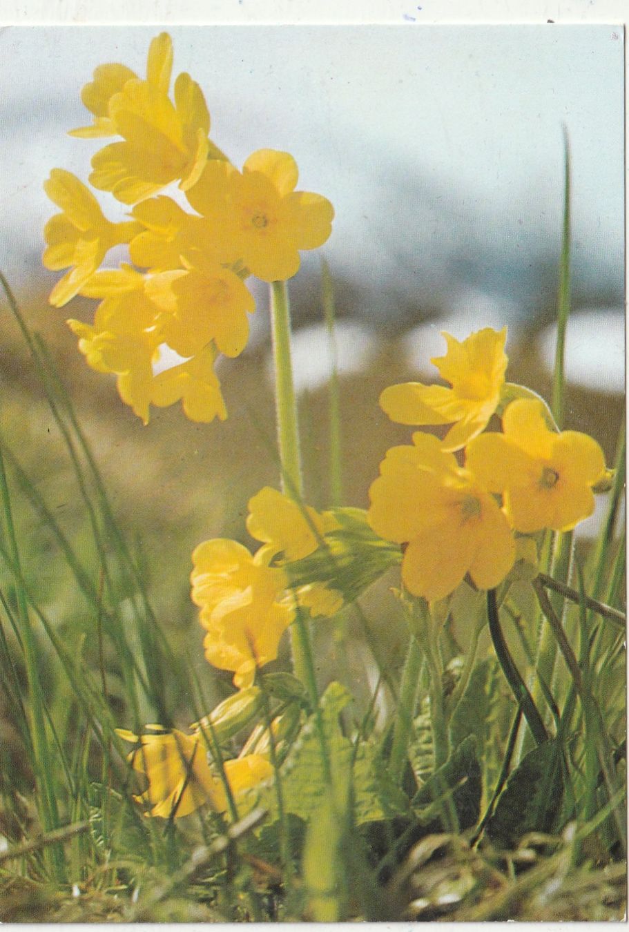 Cartoline postali: 10 Schöne Blumenkarten – Usato da Lumbrein venduto da made02 2