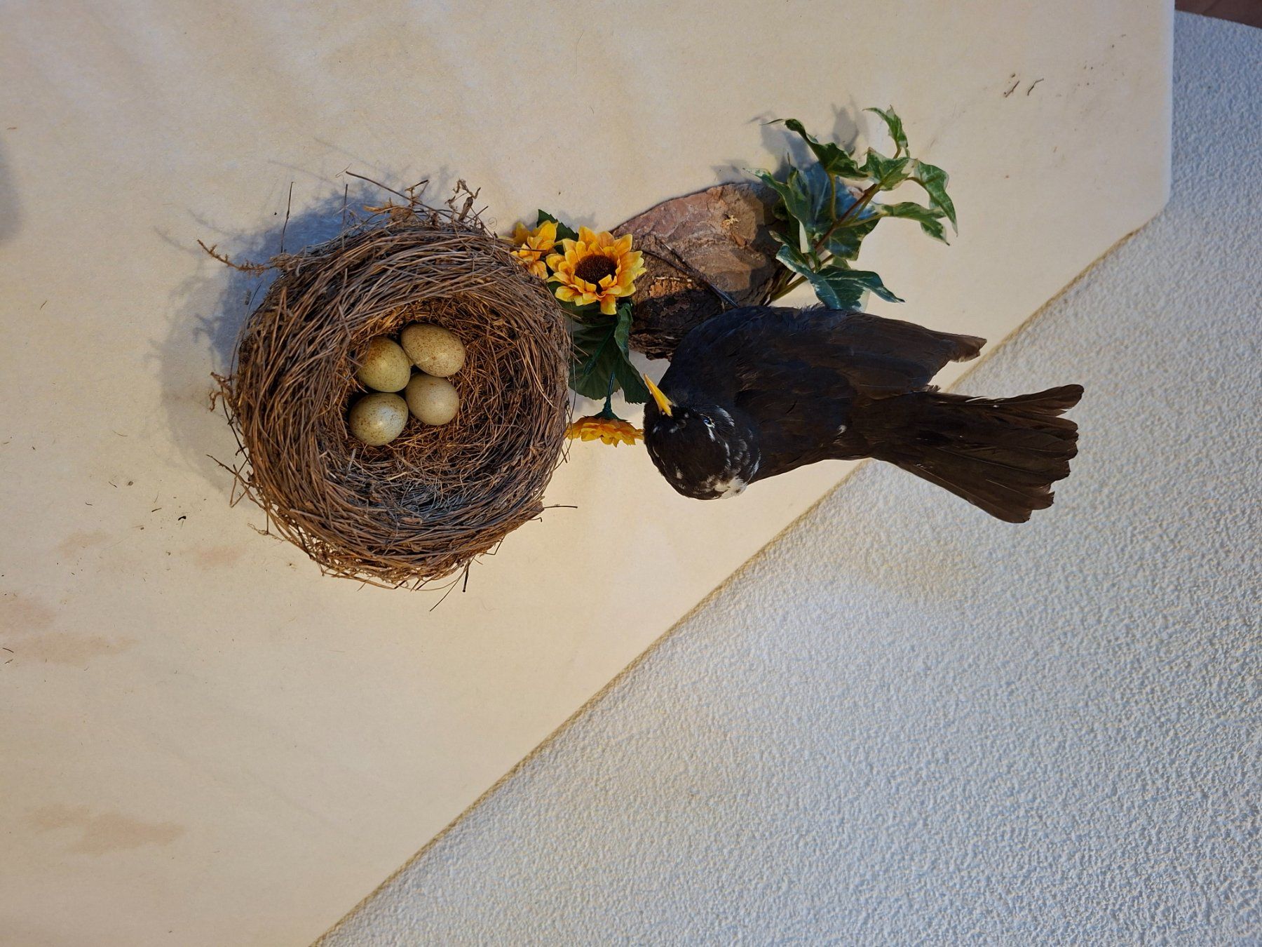 Il mondo degli animali: Amsel mit Nest – Usato da Wünnewil venduto da Boschung1 2