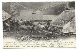 Alpage in La Chaux-de-Fonds (NE) Sennen mit Kühen - 1904