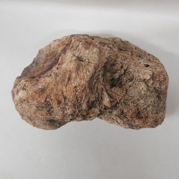 Fossili: Versteinertes Holz Madagaskar – Nuovo (secondo la descrizione) da Walenstadt venduto da vkt_qc8d 1
