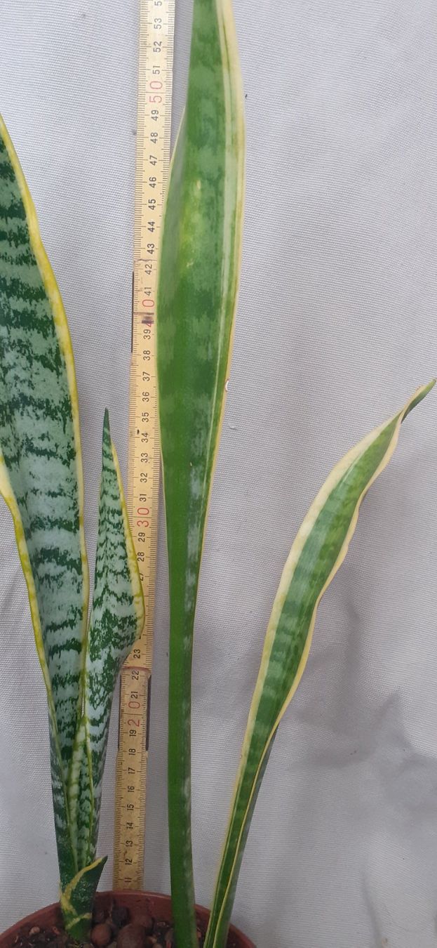 Pflanzen & Samen: Bogenhanf Sansevieria Ableger ca. 1 Jahr alt, ca. 62cm hoch – Neu (gemäss Beschreibung) aus Kilchberg ZH von hobbysale01 3