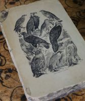 Lithographiestein "Adler, Geier, Eule, Falke"