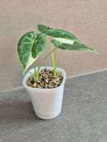 🌿Alocasia Frydek variegata #2🌿