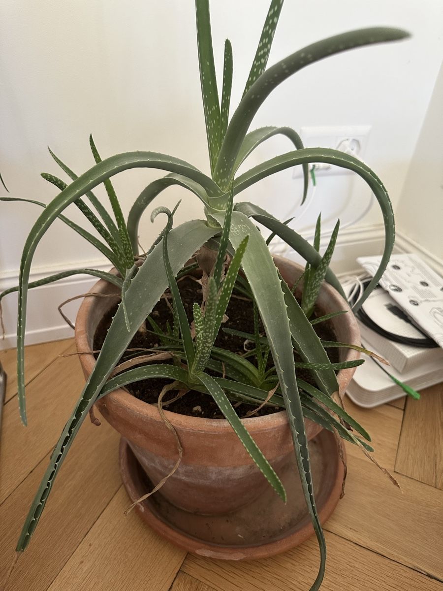 Aloe Vera Pflanze im Topf - Top Zustand, gross! (Gebraucht) in Basel fr  CHF 15  nur Abholung auf Ricardo kaufen