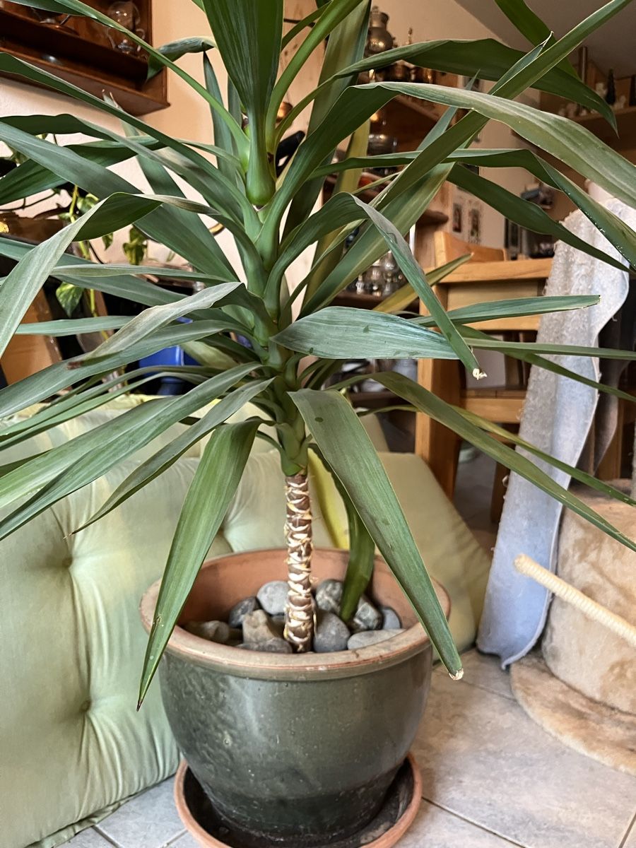 Pflanzen & Samen: Yucca Palme mit grossem Topf und Untersetzer – Gebraucht aus Tuggen von wir_pds8 2