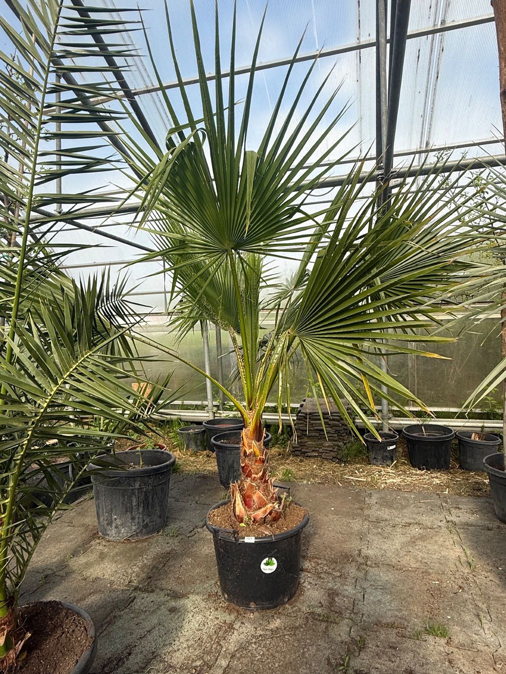 Plantes & graines: Washingtonia robusta - Versand möglich – Neuf avec emballage d'origine à Zuckenriet par Thur_Plant 1