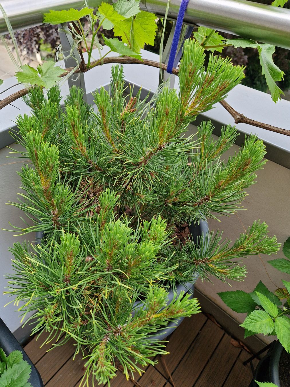 Piante & sementi: Pinus mugo Winter Gold – Usato da Dübendorf venduto da Olenaaa 2