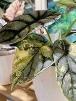 Alocasia Silver Dragon Aurea RHIZOM