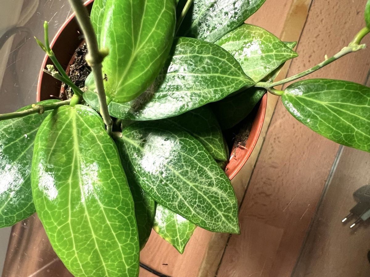 Pflanzen & Samen: Hoya fitchii  – Gebraucht aus Chevenez von ric_v6s7 5