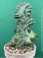 Myrtillocactus Geometrizans Blaue Cristata - blaue Skulptur