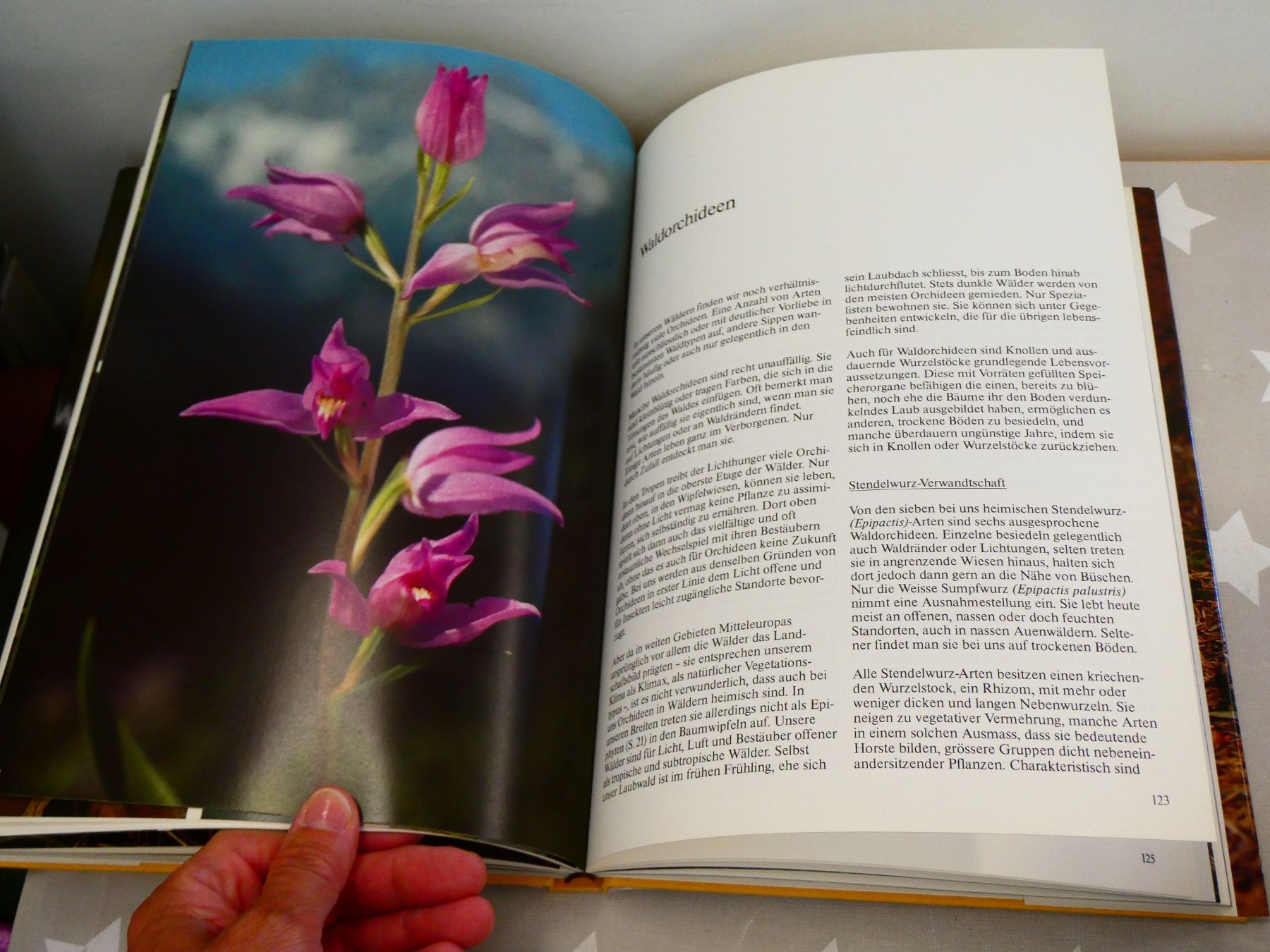 Libri: Buch: Die Orchideen der Schweiz Silva-Verlag – Usato da Rafz venduto da Powacaddy 6