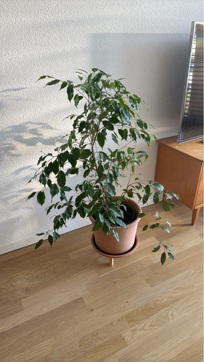 Wunderschne Birkenfeige/Ficus Benjamini sucht neues Zuhause (Neu und  originalverpackt) in Olten fr CHF 100  nur Abholung auf Ricardo kaufen