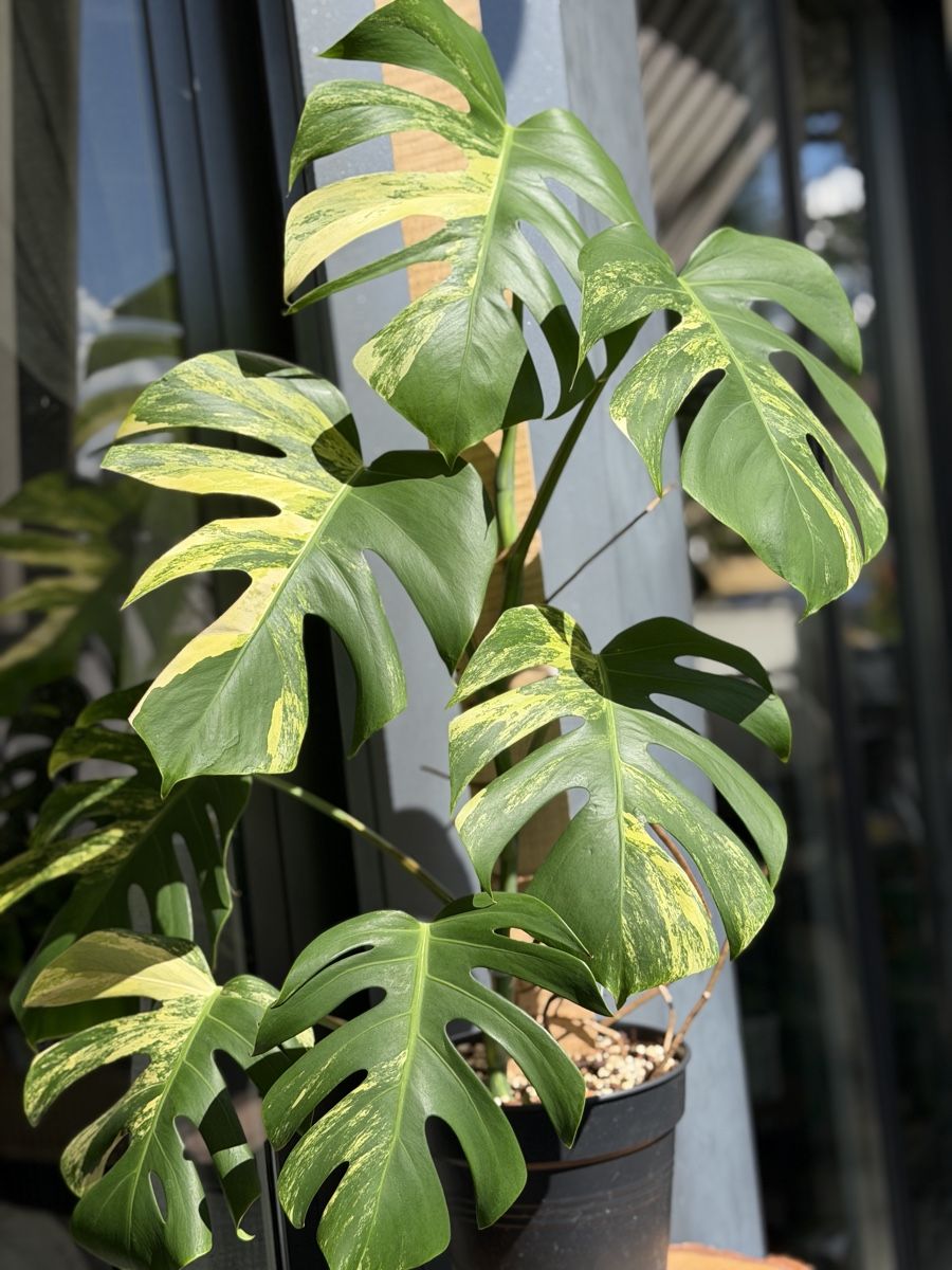 Piante & sementi: Monstera Deliciosa Aurea – Nuovo (secondo la descrizione) da Buchrain venduto da Stetoscop 3