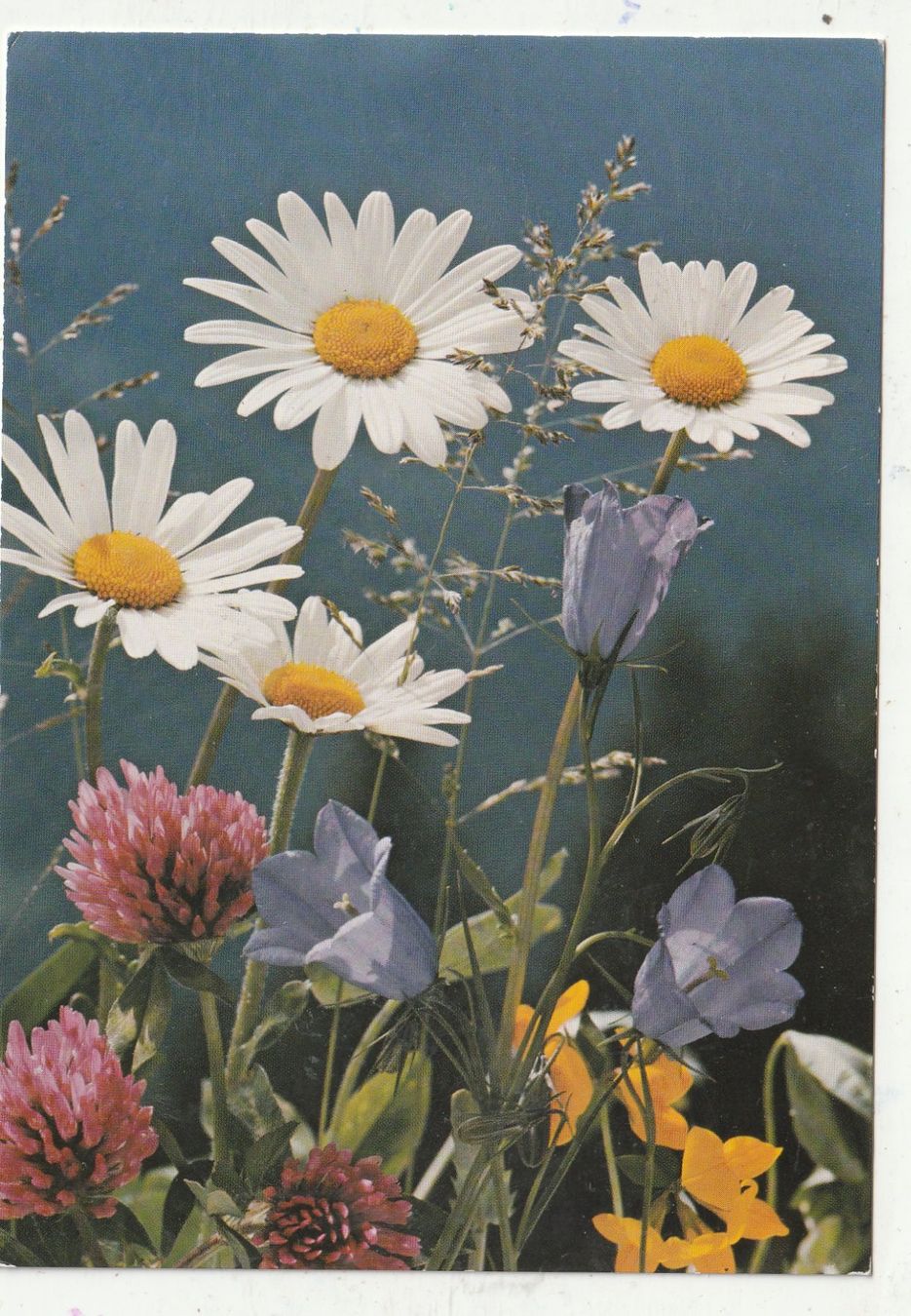 Cartoline postali: 10 Schöne Blumenkarten – Usato da Lumbrein venduto da made02 6