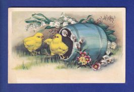OISEAU - Poussins