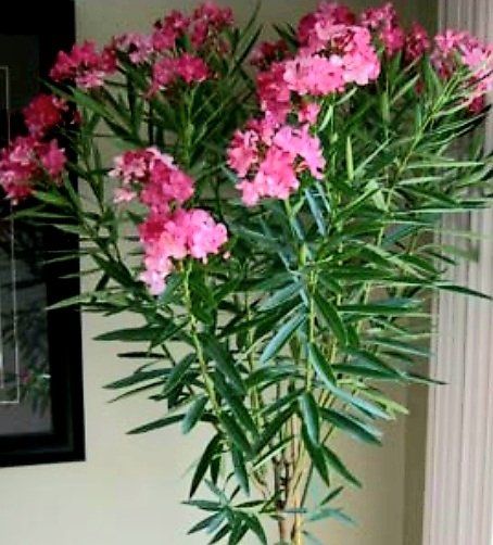 Piante & sementi: Ab 5.- CHF 10 Samen NERIUM OLEANDER Rosé – Nuovo e nell'imballaggio originale da Rovio venduto da POSITIFFARTandPLANTS 3