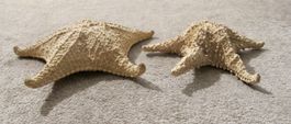 2x Seestern getrocknet Maritime Deko Figuren Aquarium