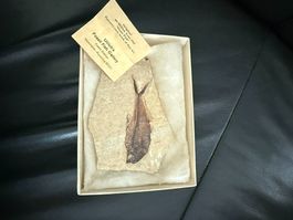 Original Fossil Fisch aus Wyoming