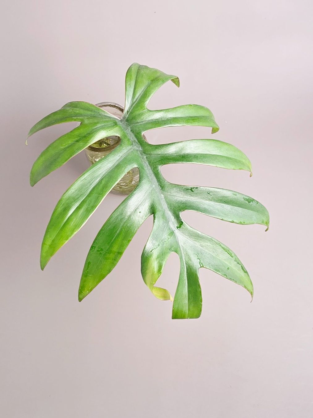 Piante & sementi: Philodendron mayoi Steckling – Nuovo (secondo la descrizione) da Gerolfingen venduto da Azora