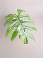 Philodendron mayoi Steckling