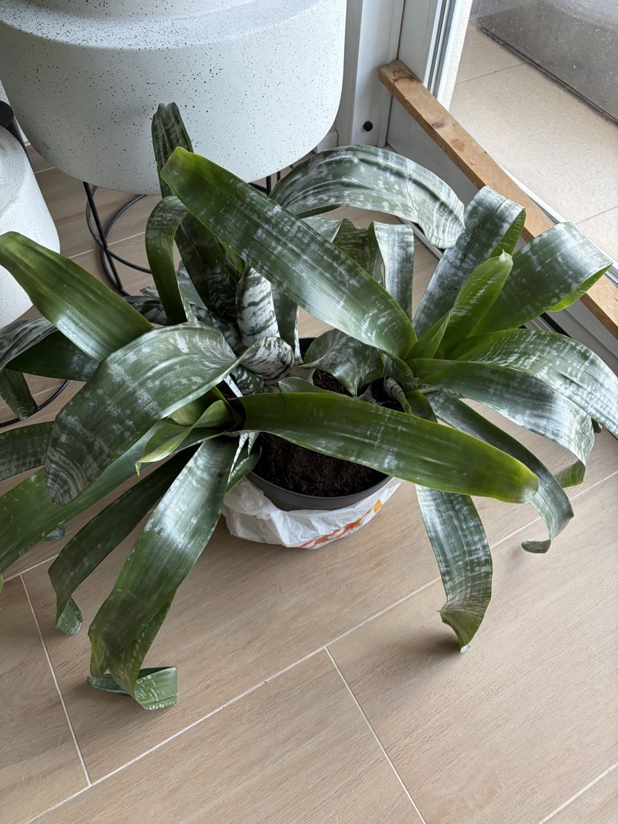 Piante & sementi: Plant – Usato da Münchenstein venduto da ArleneLM