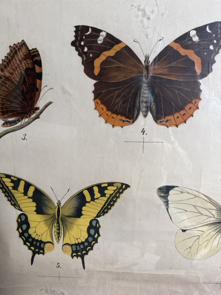 Foto & Immagini: Affiche scolaire sur les papillons – Usato da Schmitten FR venduto da Hohezelg 1