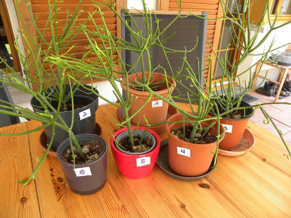 Spezial-Dünger Für Bleistiftbaum - NPK Flüssigdünger Für Euphorbia Tirucalli 250ml