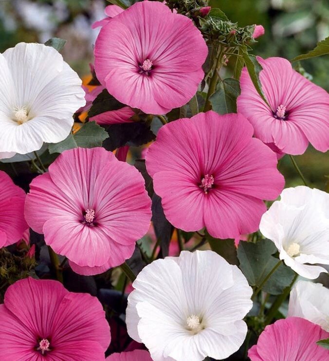 Pflanzen & Samen: 25 Samen Bechermalve  “SILVER CUP” – Neu und originalverpackt aus Rovio von POSITIFFARTandPLANTS 1