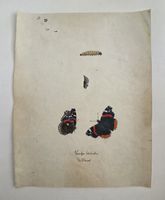 Schmetterling Buch lose Orig. Aquarell/Gouache 19.h  32x24cm