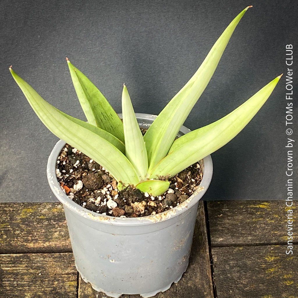 Piante & sementi: SANSEVIERIA CHANIN CROWN - mit wunderschönen Silber-Blättern – Nuovo e nell'imballaggio originale da Adliswil venduto da MarkyForest 2