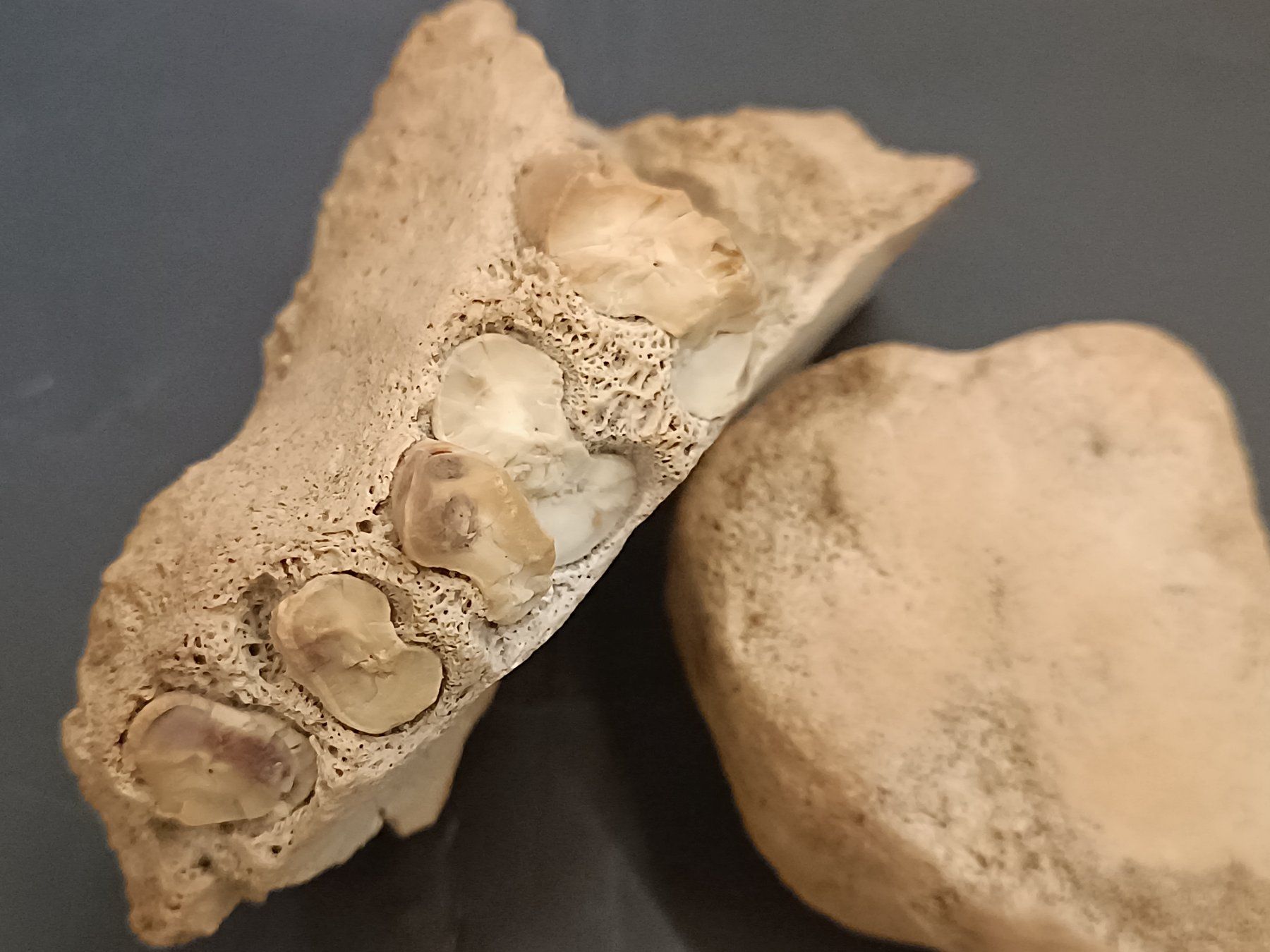 Fossilien: Versteinerung Zähne Kiefer – Gebraucht aus Reiden von Zofi-Brocki 2